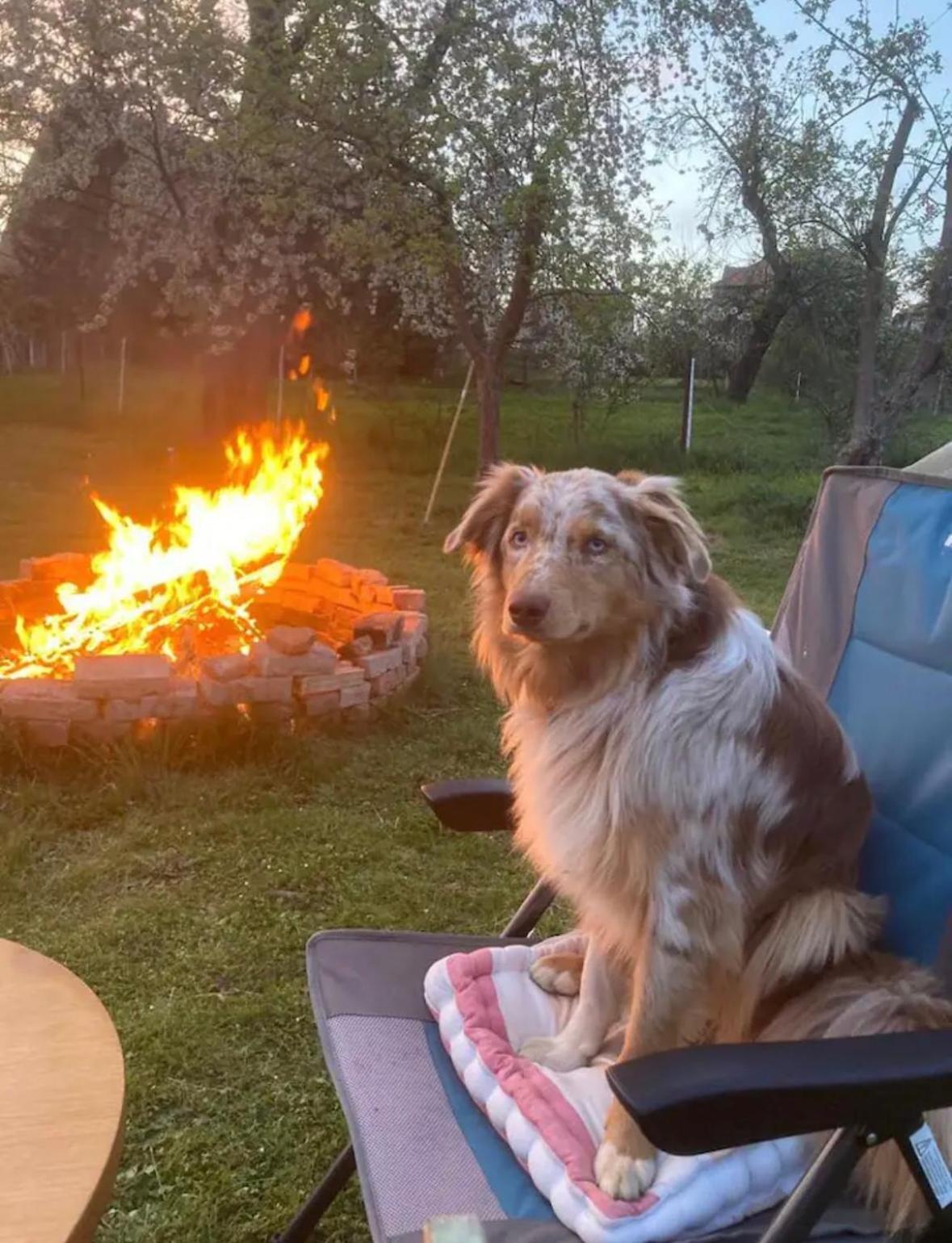 Villaharmony Wartet Auf Familien Mit Hund! Lommatzsch Εξωτερικό φωτογραφία
