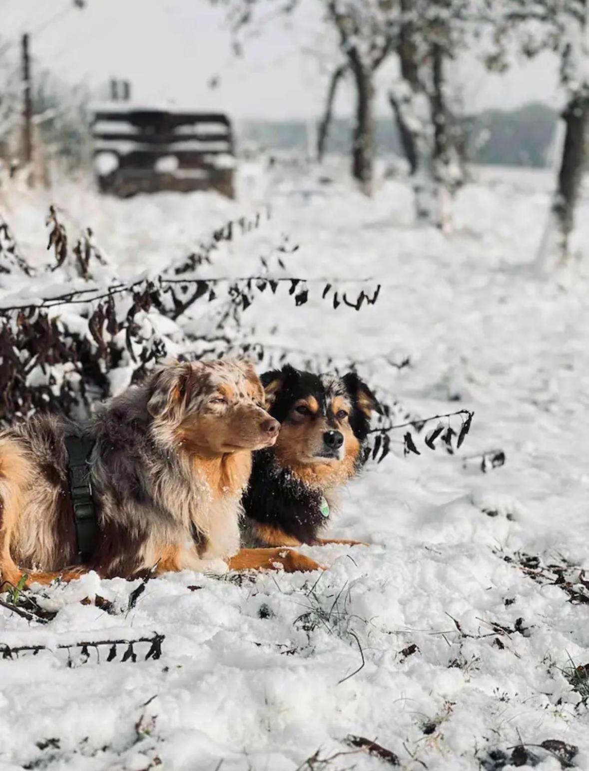 Villaharmony Wartet Auf Familien Mit Hund! Lommatzsch Εξωτερικό φωτογραφία